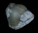 Bargain Enrolled Isotelus Trilobite - Ontario #6042-1